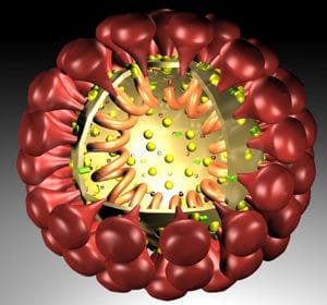 pif du chat peritonite infectieuse feline coronavirus