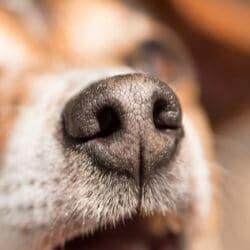 maladie carré chien symptômes traitement vaccin