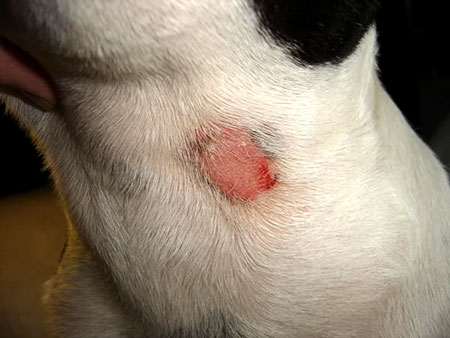 la teigne du chat chien