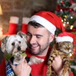 noël chien chat risques