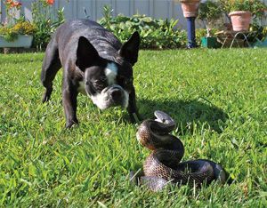 chien morsure vipere serpent