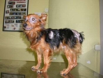 leishmaniose chien symptomes vaccin traitement