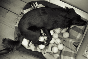 grossesse nerveuse chienne