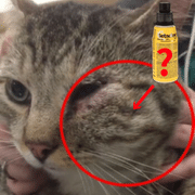 soigner abcès chat bétadine naturellement