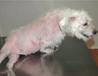 syndrome maladie de cushing chien