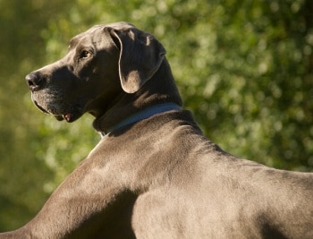 dilatation torsion retournement estomac chien dogue allemand