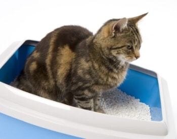 cystite idiopathique chat récidive