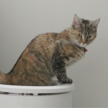 cystite-chat-infection-urinaire