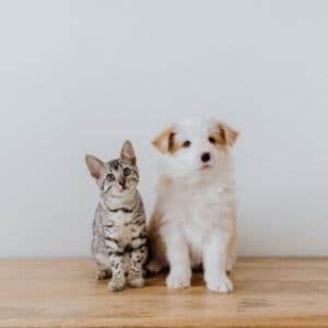 comparateur assurance santé mutuelle chien chat