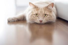 plaies chat blessé