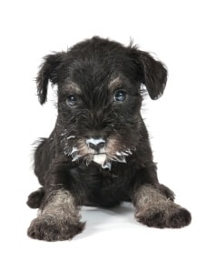 donner yaourt chien risque