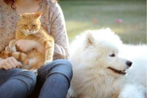 assurance santé chien chat pas chère