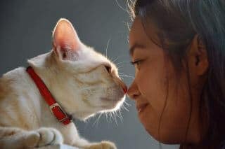 assurance santé chat
