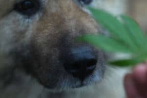 huile CBD chien traitement douleur
