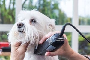 tondre un chien tondeuse