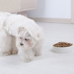 chien qui ne mange pas ou plus