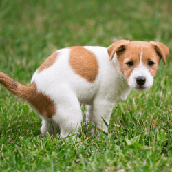 sang selles chien fait caca
