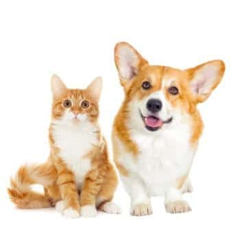 toxoplasmose chat chien symptômes traitement