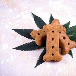 intoxication au cannabis chez le chien