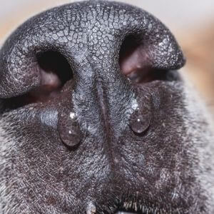 toux de chenil chien symptômes traitement