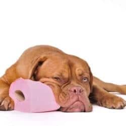 diarrhée chien chiot