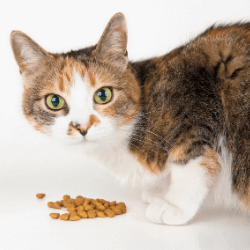 croquettes premium chat