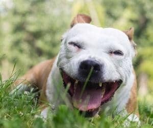 chien qui tousse cause