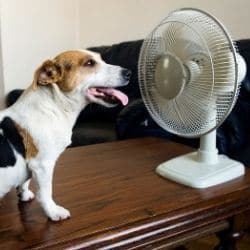 rafraichir chien ventilateur chaleur canicule