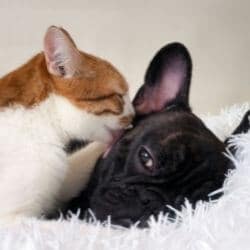 hygiène entretien chat chien comparaison