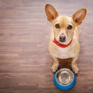 aliment croquettes premium chien