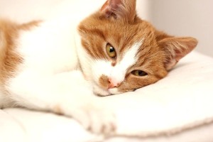 chat qui vomit jaune bile