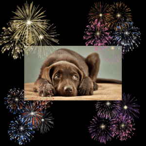 chien peur feux artifice pétards solutions