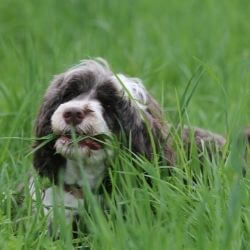 chien qui mange de l'herbe