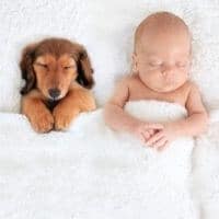 empathie animal humain bébé