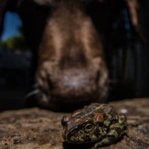 intoxication chien par crapaud