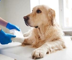 savoir si mon chien ou mon chat a mal reconnaître douleur