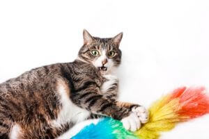 chat éternue souvent poussière pollen fumée cigarette
