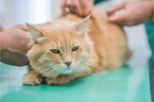 chat qui éternue traitement chez vétérinaire