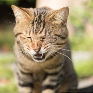 causes éternuements chez le chat