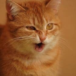 chat qui éternue souvent