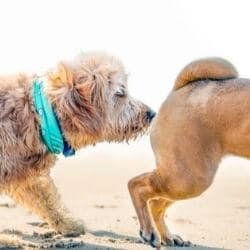 glandes anales du chien bouchées vidange