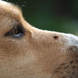 tiques chien symptômes maladies traitement prévention