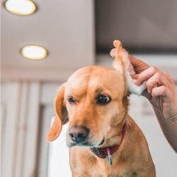 comment nettoyer les oreilles d'un chien