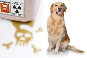 accident empoisonnement chien