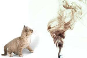 asthme chat fumée cigarette