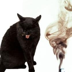 asthme du chat symptômes et traitements