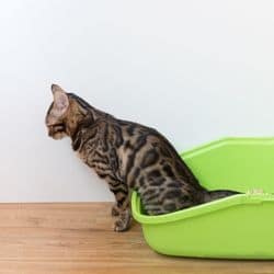 chat qui urine du sang hématurie féline