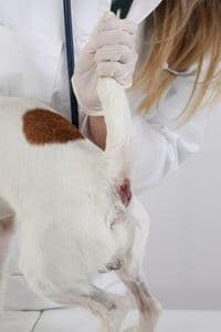 comment vidanger les glandes anales d'un chien