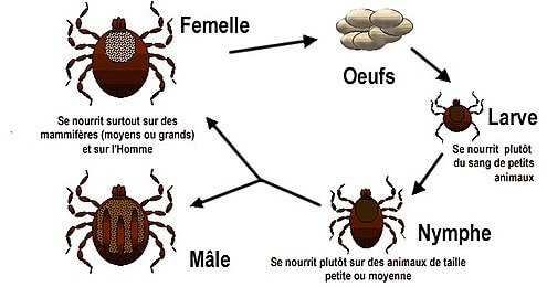 cycle de vie de la tique du chien