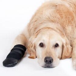 maladies blessures fréquentes chien